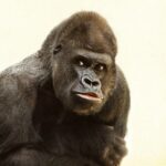 Cincinnati Zoo Lawsuit