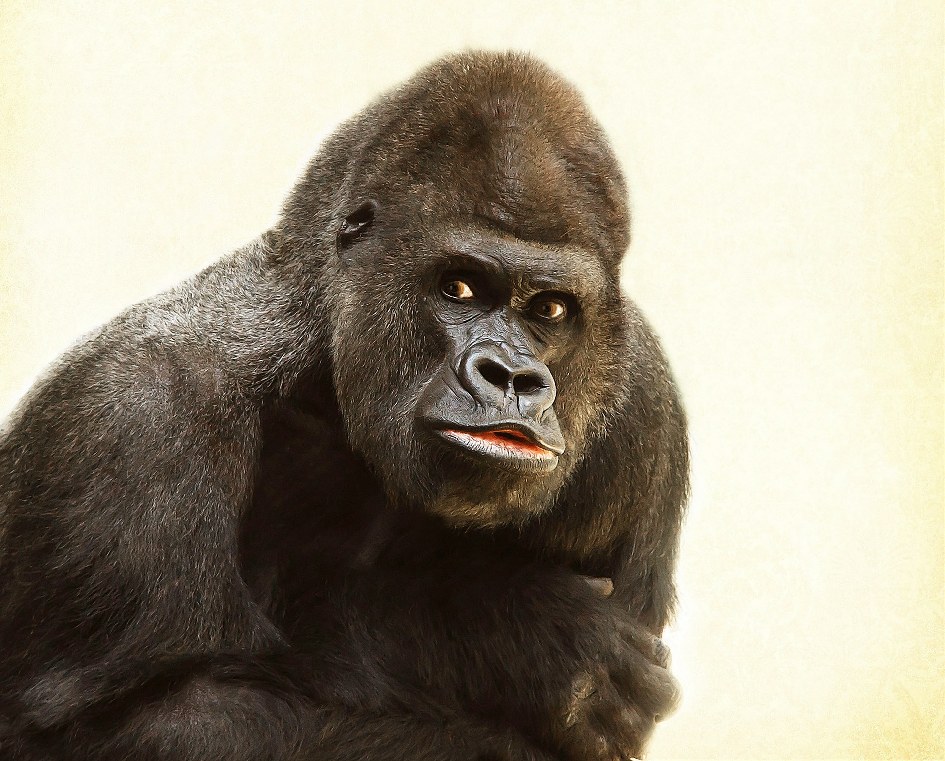 gorilla-448731_1920