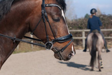 Horse-Related Injuries - Welts, White & Fontaine