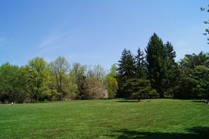 Timber Trespass: What Happens When the Neighbor Cuts Down Your Trees