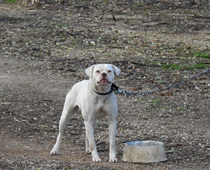 Dog Bite Law In New Hampshire