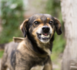 Dog Bite Injury Lawyer Nashua, NH - Aggressive, angry dog