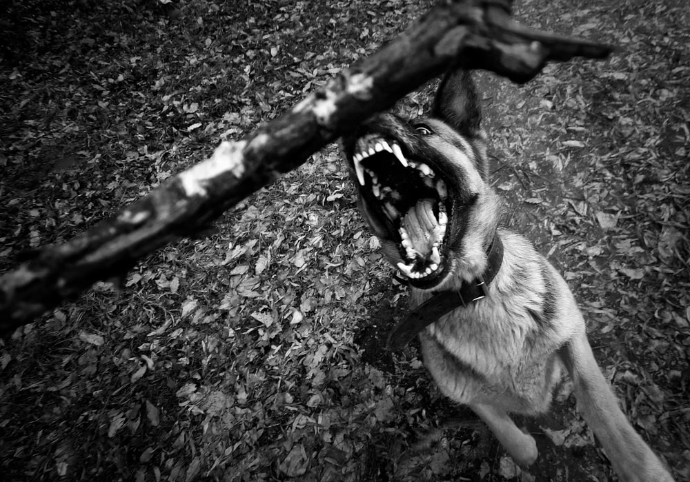 dog bite injury lawyer in Nashua, New Hampshire