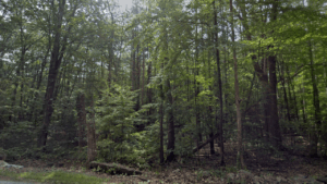 Town Forest/Spalding Park Trails Hollis, NH
