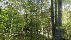 Wapack National Wildlife Refuge Hillsborough County, NH